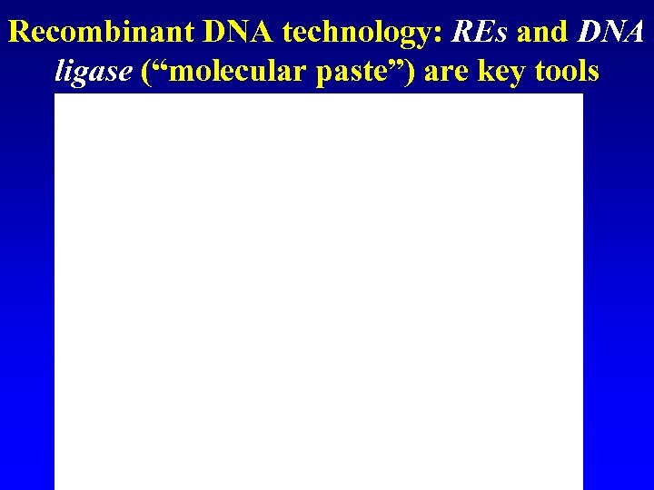 Recombinant DNA technology: REs and DNA ligase (“molecular paste”) are key tools 
