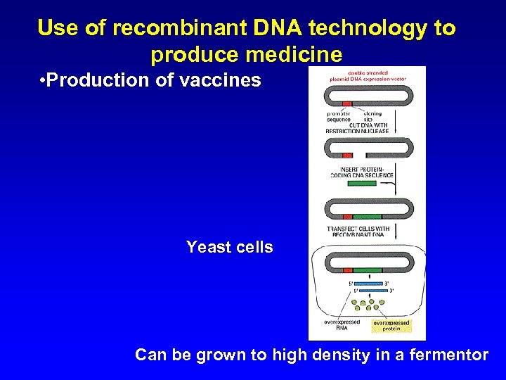 Use of recombinant DNA technology to produce medicine • Production of vaccines Yeast cells