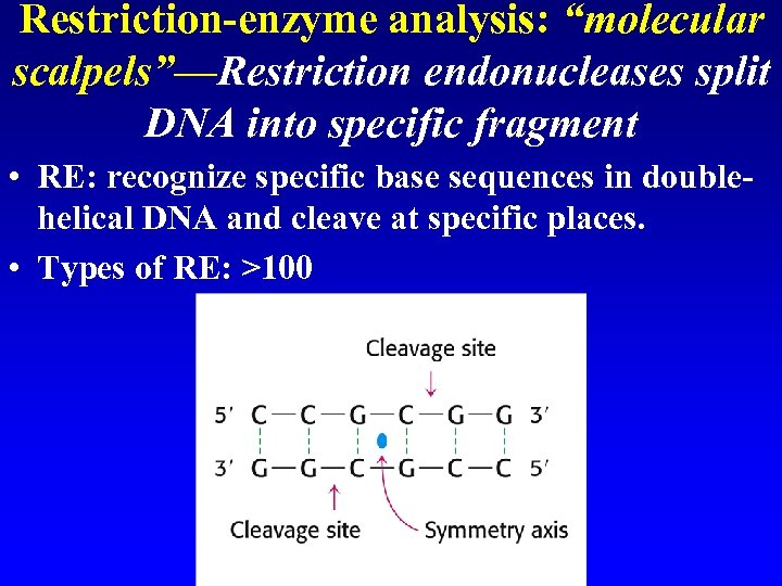 Restriction-enzyme analysis: “molecular scalpels”—Restriction endonucleases split DNA into specific fragment • RE: recognize specific