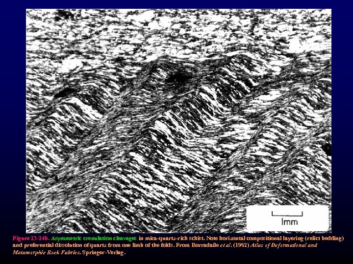 Figure 23 -24 b. Asymmetric crenulation cleavages in mica-quartz-rich schist. Note horizontal compositional layering