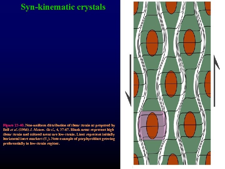 Syn-kinematic crystals Figure 23 -40. Non-uniform distribution of shear strain as proposed by Bell