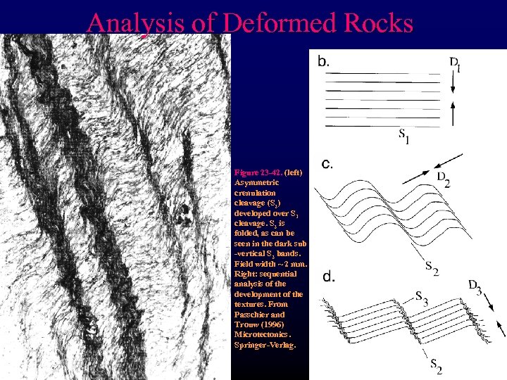 Analysis of Deformed Rocks Figure 23 -42. (left) Asymmetric crenulation cleavage (S 2) developed