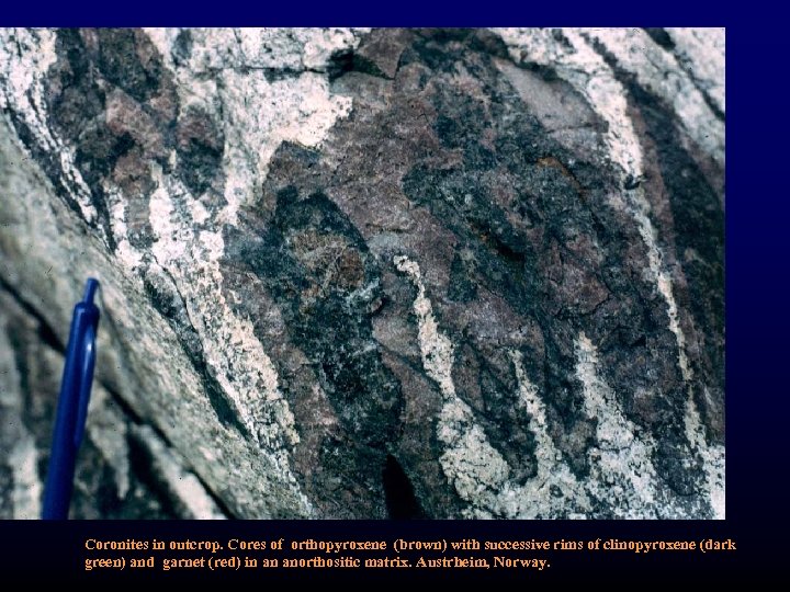 Coronites in outcrop. Cores of orthopyroxene (brown) with successive rims of clinopyroxene (dark green)