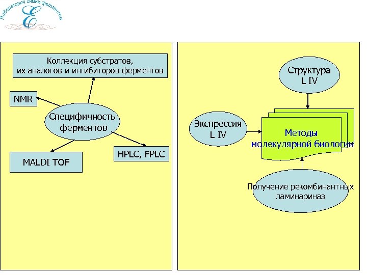 Коллекция субстратов, их аналогов и ингибиторов ферментов Структура L IV NMR Специфичность ферментов MALDI