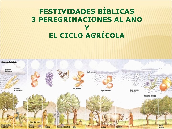 FESTIVIDADES BÍBLICAS 3 PEREGRINACIONES AL AÑO Y EL CICLO AGRÍCOLA 