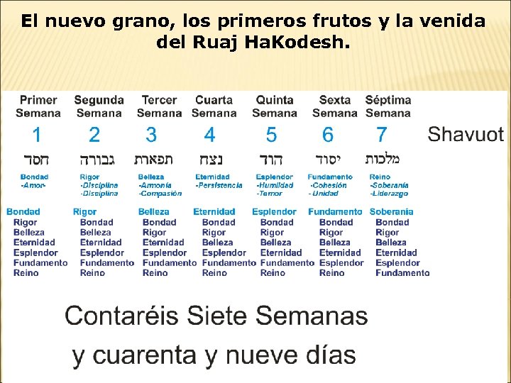 El nuevo grano, los primeros frutos y la venida del Ruaj Ha. Kodesh. 