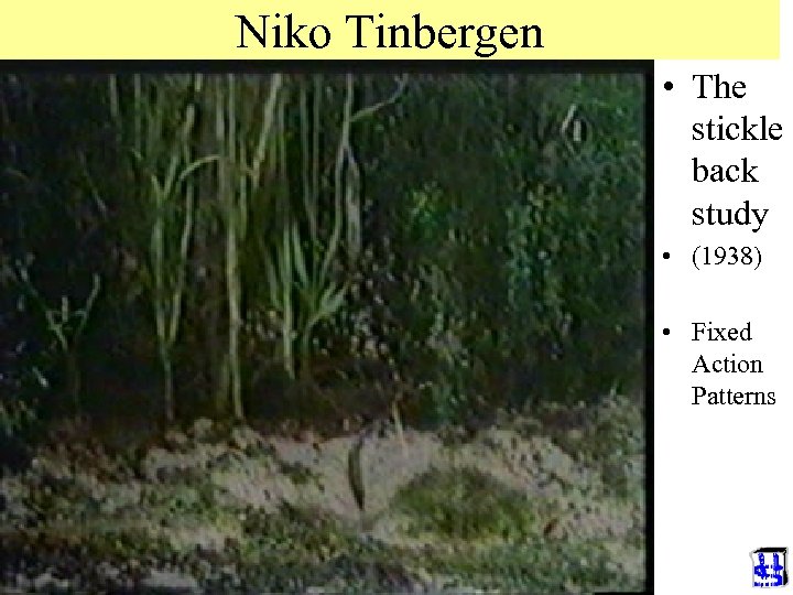 Niko Tinbergen • The stickle back study • (1938) • Fixed Action Patterns 