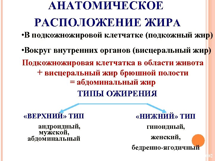 АНАТОМИЧЕСКОЕ РАСПОЛОЖЕНИЕ ЖИРА • В подкожножировой клетчатке (подкожный жир) • Вокруг внутренних органов (висцеральный