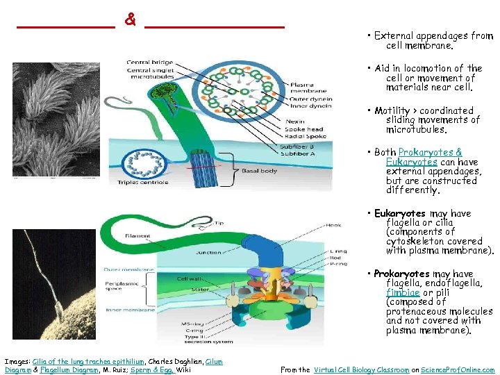_______ & _____ • External appendages from cell membrane. • Aid in locomotion of
