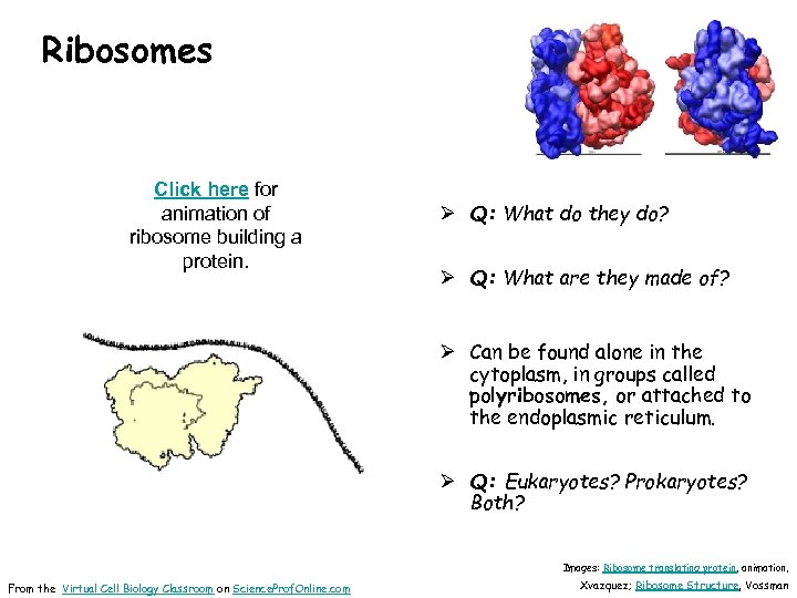 Ribosomes Click here for animation of ribosome building a protein. Ø Q: What do