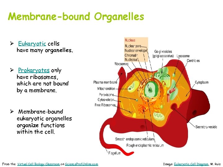 Membrane-bound Organelles Ø Eukaryotic cells have many organelles. Ø Prokaryotes only have ribosomes, which