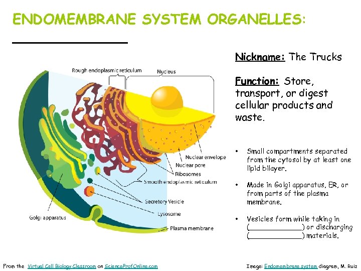 ENDOMEMBRANE SYSTEM ORGANELLES: _______ Nickname: The Trucks Function: Store, transport, or digest cellular products