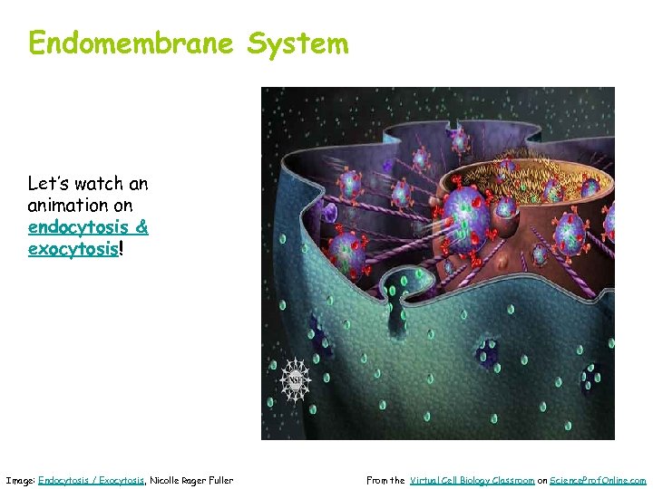Endomembrane System Let’s watch an animation on endocytosis & exocytosis! Image: Endocytosis / Exocytosis,