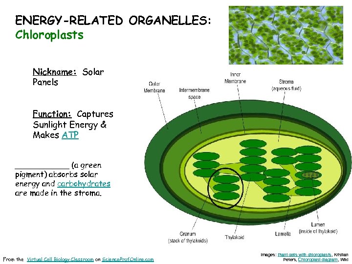 ENERGY-RELATED ORGANELLES: Chloroplasts Nickname: Solar Panels Function: Captures Sunlight Energy & Makes ATP ______