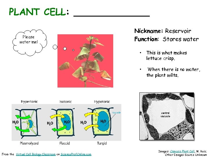 PLANT CELL: _______ Section 7 -2 Please water me! Nickname: Reservoir Function: Stores water