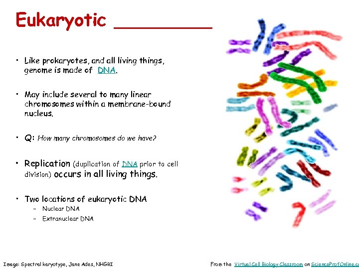 Eukaryotic _____ • Like prokaryotes, and all living things, genome is made of DNA.