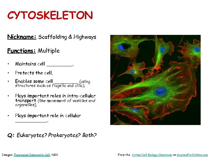 CYTOSKELETON Nickname: Scaffolding & Highways Functions: Multiple • Maintains cell _____. • Protects the