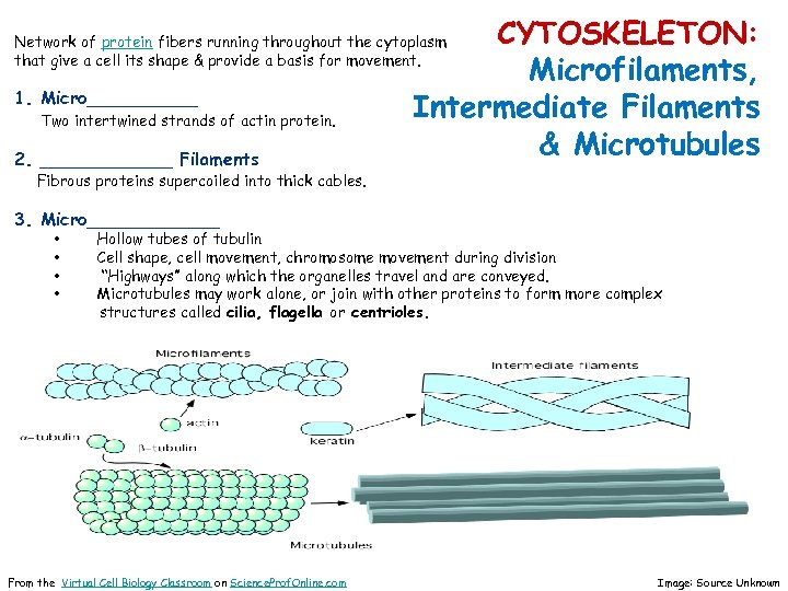 CYTOSKELETON: Microfilaments, Intermediate Filaments & Microtubules Network of protein fibers running throughout the cytoplasm