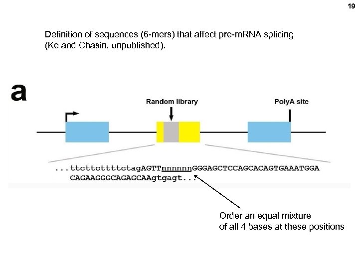 19 Definition of sequences (6 -mers) that affect pre-m. RNA splicing (Ke and Chasin,