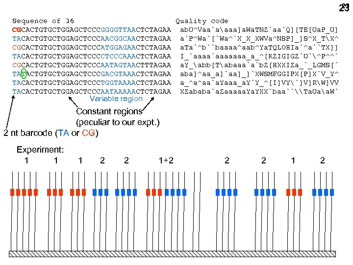 23 23 Sequence of 36 Quality code CGCACTGTGCTGGAGCTCCCGGGGTTAACTCTAGAA ab. U^Vaa`aaaa]a. Wa. TNZ`aa`Q][TE[Ua. P_U] TACACTGTGCTGGAGCTCCCAACGGCAACTCTAGAA