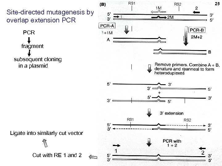RS 1 25 25 RS 2 Site-directed mutagenesis by overlap extension PCR fragment subsequent