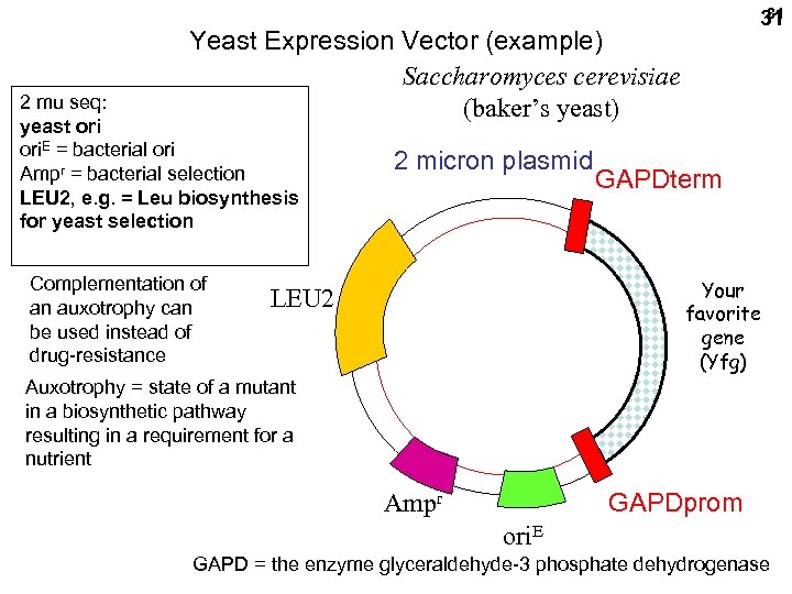 31 31 Yeast Expression Vector (example) Saccharomyces cerevisiae (baker’s yeast) 2 mu seq: yeast