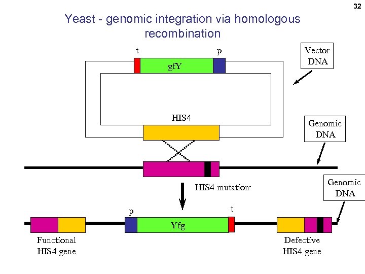 32 Yeast - genomic integration via homologous recombination t Vector DNA p gf. Y