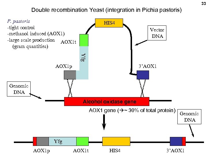 33 Double recombination Yeast (integration in Pichia pastoris) P. pastoris -tight control -methanol induced