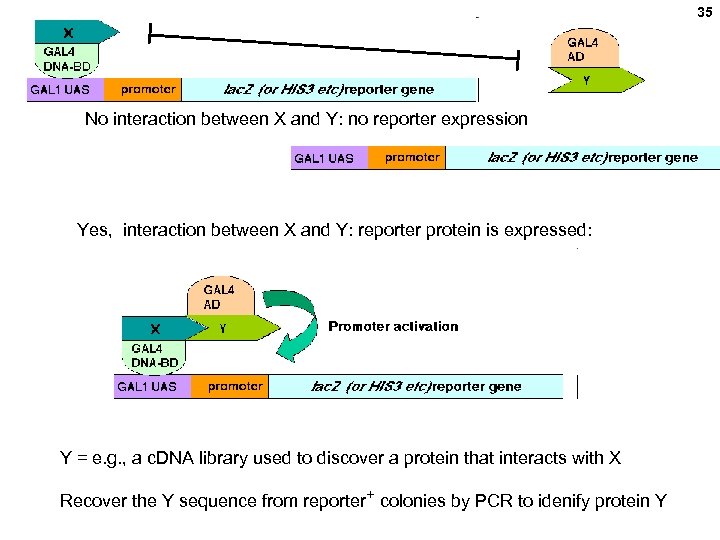 35 No interaction between X and Y: no reporter expression Yes, interaction between X