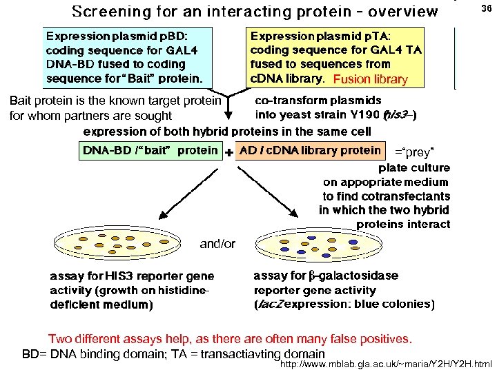 36 Fusion library Bait protein is the known target protein for whom partners are