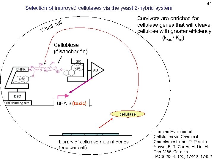 Selection of improved cellulases via the yeast 2 -hybrid system 41 Survivors are enriched