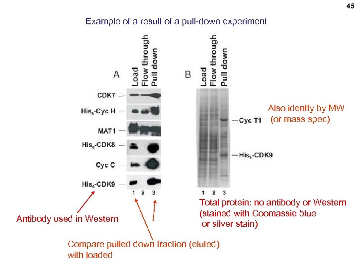 45 Example of a result of a pull-down experiment Also identfy by MW (or