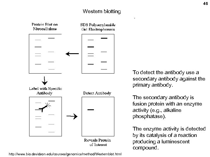 46 Western blotting To detect the antibody use a secondary antibody against the primary