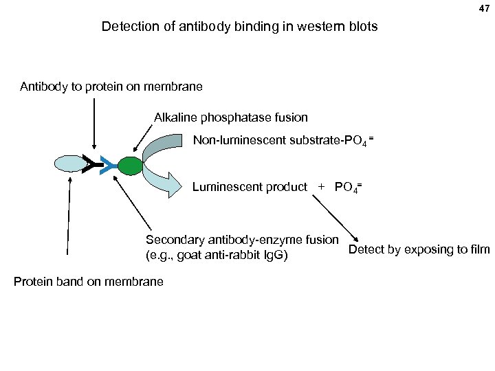 47 Detection of antibody binding in western blots Antibody to protein on membrane Alkaline