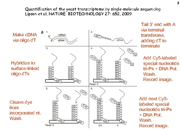5 Quantiﬁcation of the yeast transcriptome by single-molecule sequencing Lipson et al. NATURE BIOTECHNOLOGY