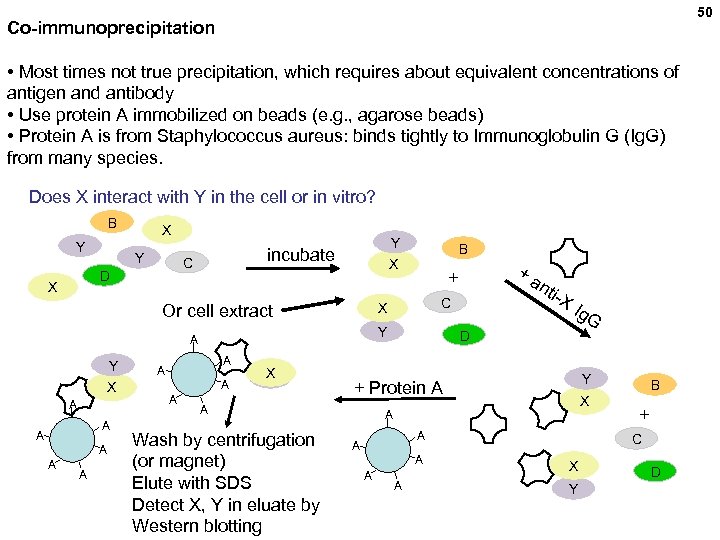 50 Co-immunoprecipitation • Most times not true precipitation, which requires about equivalent concentrations of