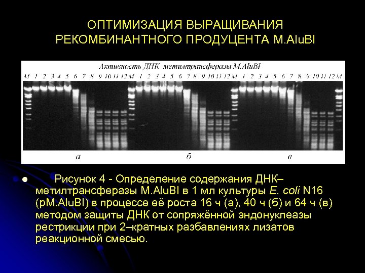 ОПТИМИЗАЦИЯ ВЫРАЩИВАНИЯ РЕКОМБИНАНТНОГО ПРОДУЦЕНТА M. Alu. BI l Рисунок 4 - Определение содержания ДНК–