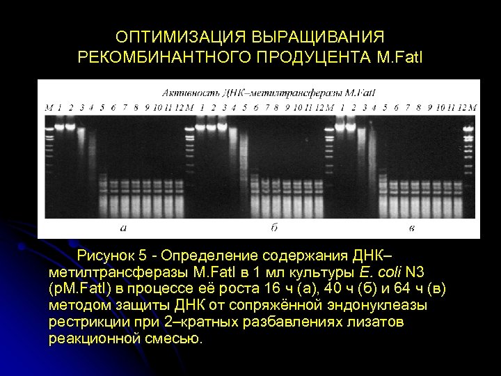 ОПТИМИЗАЦИЯ ВЫРАЩИВАНИЯ РЕКОМБИНАНТНОГО ПРОДУЦЕНТА M. Fat. I Рисунок 5 - Определение содержания ДНК– метилтрансферазы