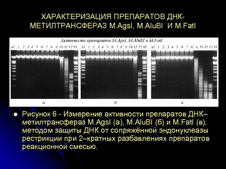 ХАРАКТЕРИЗАЦИЯ ПРЕПАРАТОВ ДНКМЕТИЛТРАНСФЕРАЗ М. Ags. I, М. Alu. BI И М. Fat. I l