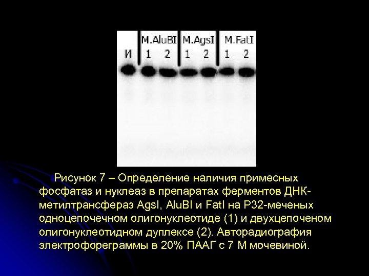 Рисунок 7 – Определение наличия примесных фосфатаз и нуклеаз в препаратах ферментов ДНКметилтрансфераз Ags.