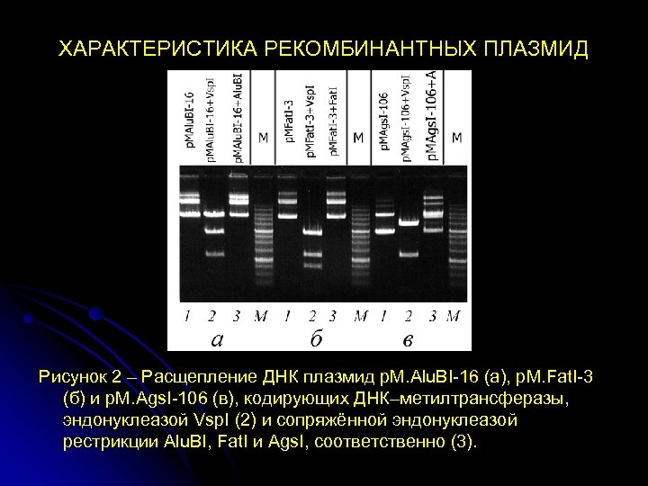 ХАРАКТЕРИСТИКА РЕКОМБИНАНТНЫХ ПЛАЗМИД Рисунок 2 – Расщепление ДНК плазмид p. M. Alu. BI-16 (а),