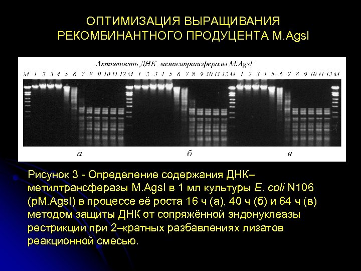 ОПТИМИЗАЦИЯ ВЫРАЩИВАНИЯ РЕКОМБИНАНТНОГО ПРОДУЦЕНТА M. Ags. I Рисунок 3 - Определение содержания ДНК– метилтрансферазы