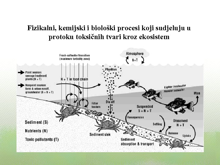 Fizikalni, kemijski i biološki procesi koji sudjeluju u protoku toksičnih tvari kroz ekosistem 