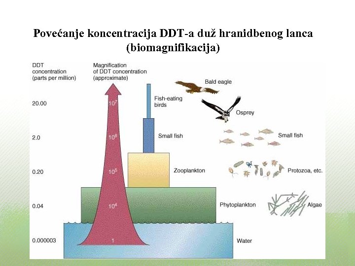 Povećanje koncentracija DDT-a duž hranidbenog lanca (biomagnifikacija) 
