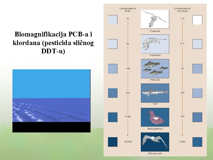 Biomagnifikacija PCB-a i klordana (pesticida sličnog DDT-u) 