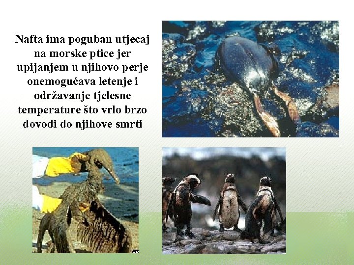 Nafta ima poguban utjecaj na morske ptice jer upijanjem u njihovo perje onemogućava letenje