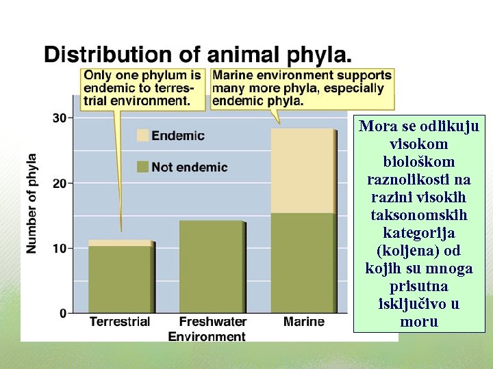 Mora se odlikuju visokom biološkom raznolikosti na razini visokih taksonomskih kategorija (koljena) od kojih