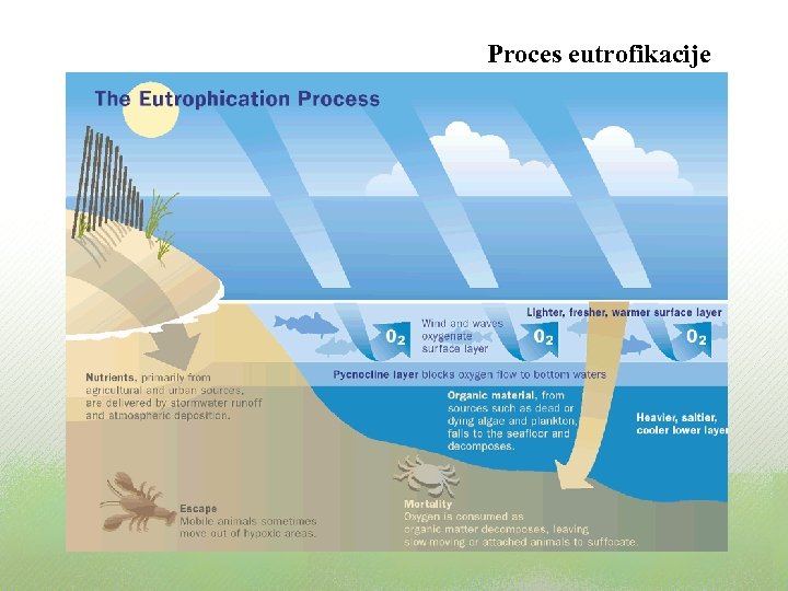 Proces eutrofikacije 