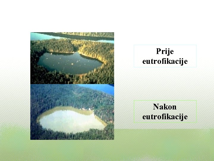 Prije eutrofikacije Nakon eutrofikacije 