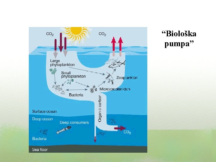 “Biološka pumpa” 